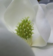Magnolia bloom