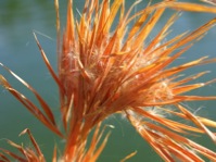 Orange grass