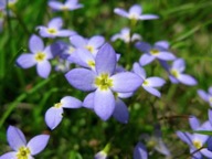 Bluets