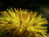 Dandelion flower
