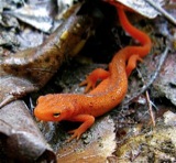 Salamander