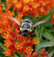 Bee on butterfly weed