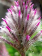 Pink tipped flower