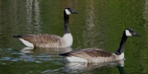 Canada Geese