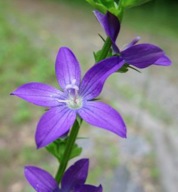 Purple flower