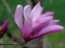 Magnolia