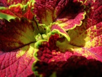 Coleus leaf