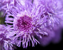 Purple button flower