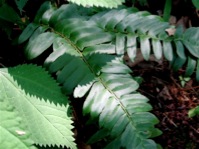 Ferns