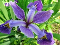 Iris