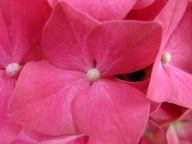 Pink flowers