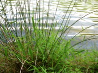 Grass by lake