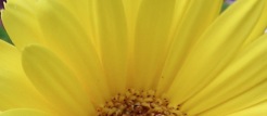 Yellow flower