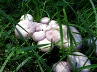 Mushrooms in grass