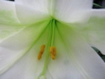 Easter lily